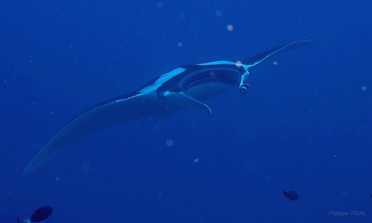 Raja Ampat 2016 - Manta Biostris - Oceanic Manta Ray - Raie Manta Oceanique - IMG_4236_rc_filtered.jpg